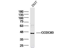 293T Cell lysates probed with CCDC83 Polyclonal Antibody, unconjugated  at 1:300 overnight at 4°C followed by a conjugated secondary antibody for 60 minutes at 37°C. (CCDC83 抗体  (AA 101-200))