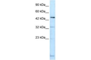 Western Blotting (WB) image for anti-DMRT-Like Family A2 (DMRTA2) antibody (ABIN2460673) (DMRTA2 抗体)