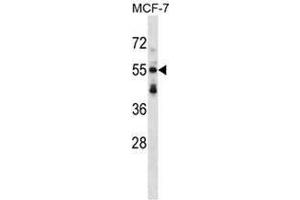 Western blot analysis in MCF-7 cell line lysates (35ug/lane) using Syntrophin-3 / SNTB2 Antibody . (SNTB2 抗体  (Middle Region))