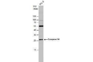WB Image Caspase 14 antibody detects Caspase 14 protein by western blot analysis. (CASP14 抗体  (C-Term))