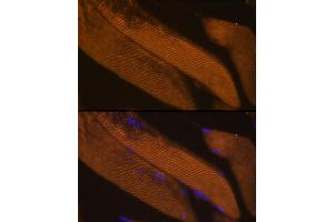 Immunofluorescence analysis of Mouse skeletal muscle using FBP2 antibody  at dilution of 1:100. (FBP2 抗体  (AA 1-339))