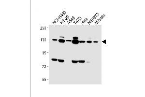 All lanes : Anti-FGFR2 Antibody (C-term) at 1:1000 dilution Lane 1: NCI- whole cell lysate Lane 2: HT-29 whole cell lysate Lane 3: A549 whole cell lysate Lane 4: T47D whole cell lysate Lane 5: Hela whole cell lysate Lane 6: NIH/3T3 whole cell lysate Lane 7: Mouse brain lysate Lysates/proteins at 20 μg per lane. (FGFR2 抗体  (C-Term))