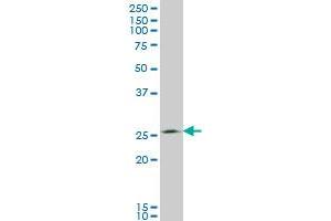 Western Blotting (WB) image for anti-Thiamine Triphosphatase (THTPA) (AA 1-231) antibody (ABIN466240) (THTPA 抗体  (AA 1-231))