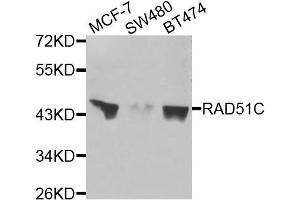 Western blot analysis of extracts of various cells, using RAD51C antibody. (RAD51C 抗体)