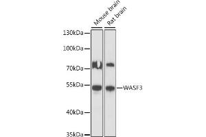 Western blot analysis of extracts of various cell lines, using W antibody (ABIN7271347) at 1:1000 dilution. (WASF3 抗体  (AA 200-300))