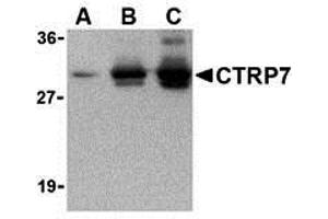 Western Blotting (WB) image for anti-C1q and Tumor Necrosis Factor Related Protein 7 (C1QTNF7) antibody (ABIN1031703) (CTRP7 抗体)