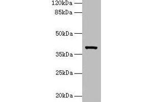Western Blotting (WB) image for anti-Arginase, Type II (ARG2) (AA 23-354) antibody (ABIN7176972)