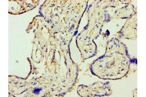 Immunohistochemistry of paraffin-embedded human placenta tissue using ABIN7170845 at dilution of 1:100 (MMP3 抗体  (AA 100-477))