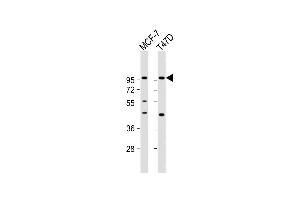 All lanes : Anti-GAB2 Antibody (N-term) at 1:1000 dilution Lane 1: MCF-7 whole cell lysate Lane 2: T47D whole cell lysate Lysates/proteins at 20 μg per lane. (GAB2 抗体  (N-Term))