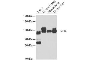 Western blot analysis of extracts of various cell lines, using ST14 antibody (ABIN6132707, ABIN6148517, ABIN6148519 and ABIN6221735) at 1:1000 dilution. (ST14 抗体  (AA 566-855))