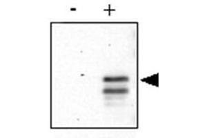 Anti-CREB pS133 was used to detect phosphorylated CREB by western blot. (CREB1 抗体  (pSer133))