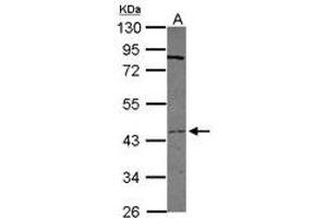 Image no. 2 for anti-Transmembrane Protease, serine 11D (TMPRSS11D) (AA 152-388) antibody (ABIN1501444) (TMPRSS11D 抗体  (AA 152-388))