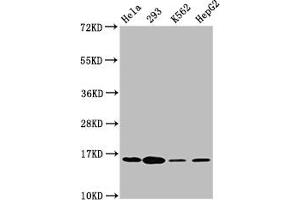 Western Blot Positive WB detected in: Hela whole cell lysate, 293 whole cell lysate, K562 whole cell lysate, HepG2 whole cell lysate All lanes: H2AFX antibody at 1. (H2AFX 抗体  (pSer139))