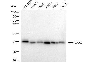 anti-V-Crk Sarcoma Virus CT10 Oncogene Homolog (Avian)-Like (CRKL) antibody