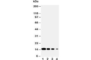 Western blot testing of DDT antibody and Lane 1:  recombinant human protein 10ng;  2: 5ng;  Lane 3;  2. (DDT 抗体  (C-Term))