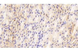 Detection of GAL2 in Mouse Kidney Tissue using Polyclonal Antibody to Galectin 2 (GAL2) (Gallinacin-2 (GAL2) (AA 1-130) 抗体)