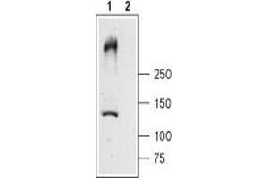 Western blot analysis of rat skeletal muscle lysates: - 1. (RYR1 抗体  (Intracellular, N-Term))