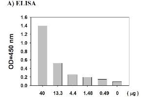 AKT1 ELISA 试剂盒