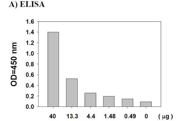 AKT1 ELISA 试剂盒