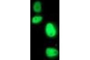Anti-ERCC4 mouse monoclonal antibody (ABIN2454690) immunofluorescent staining of COS7 cells transiently transfected by pCMV6-ENTRY ERCC4 (RC223300). (ERCC4 抗体)