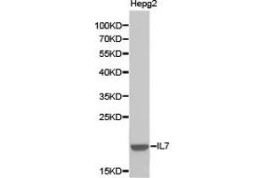 Western blot analysis of extracts of HepG2 cell lines, using IL7 antibody. (IL-7 抗体)