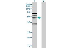 Western Blot analysis of WNT5A expression in transfected 293T cell line by WNT5A MaxPab polyclonal antibody. (WNT5A 抗体  (AA 1-380))