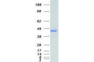 Validation with Western Blot