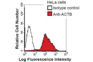 HeLa cells were fixed in 2% paraformaldehyde/PBS and then permeabilized in 90% methanol. (beta Actin 抗体)
