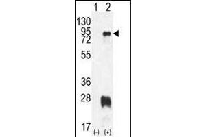 Western blot analysis of PRMT7 (arrow) using rabbit polyclonal PRMT7 Antibody (N-term) (ABIN387846 and ABIN2843964). (PRMT7 抗体  (N-Term))