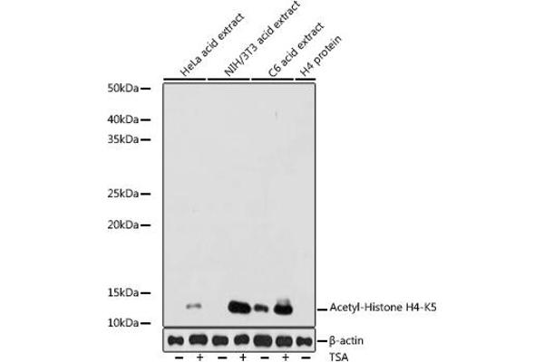 Histone H4 抗体  (acLys5)