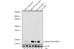 Western blot analysis of extracts of various cell lines, using Acetyl-Histone H4-K5 antibody (ABIN7267743) at 1:1000 dilution. (Histone H4 抗体  (acLys5))
