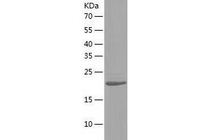 Western Blotting (WB) image for Nudix (Nucleoside Diphosphate Linked Moiety X)-Type Motif 5 (NUDT5) (AA 1-219) protein (His-IF2DI Tag) (ABIN7124246)