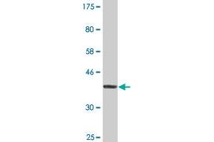 Western Blot detection against Immunogen (35. (USP9X 抗体  (AA 1-90))