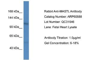 Western Blotting (WB) image for anti-Microtubule Associated serine/threonine Kinase-Like (MASTL) (C-Term) antibody (ABIN2788537)