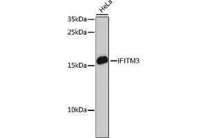 Western blot analysis of extracts of HeLa cells, using IFITM3 antibody (ABIN6130482, ABIN6142186, ABIN6142187 and ABIN7101416) at 1:3000 dilution. (IFITM3 抗体  (AA 1-133))