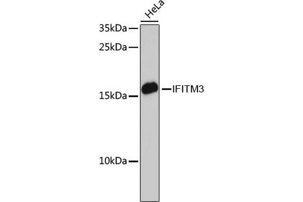 IFITM3 anticorps  (AA 1-133)
