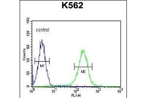 KIL Antibody (N-term) (ABIN654924 and ABIN2844567) flow cytometric analysis of K562 cells (right histogram) compared to a negative control cell (left histogram). (KIAA1324-Like 抗体  (N-Term))