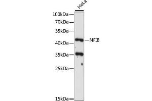 Western blot analysis of extracts of HeLa cells, using NFIB antibody (ABIN7268973) at 1:1000 dilution. (NFIB 抗体  (C-Term))