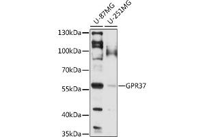 Western blot analysis of extracts of various cell lines, using GPR37 antibody (ABIN7267306) at 1:1000 dilution. (GPR37 抗体  (AA 40-180))