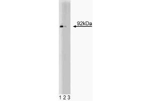 Western blot analysis of Stat5 on human endothelial cell lysate. (STAT5A 抗体  (AA 451-649))