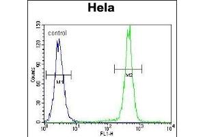 PCDHB10 Antibody (C-term) (ABIN655645 and ABIN2845121) flow cytometric analysis of Hela cells (right histogram) compared to a negative control cell (left histogram). (PCDHB10 抗体  (C-Term))