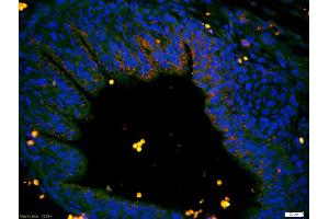 Formalin-fixed and paraffin-embedded intestine of mouse embryo labeled with Anti-C6orf192 Polyclonal Antibody, Unconjugated (ABIN1385782) 1:200, overnight at 4°C, The secondary antibody was Goat Anti-Rabbit IgG, Cy3 conjugated used at 1:200 dilution for 40 minutes at 37°C. (C6orf192 抗体  (AA 50-80))
