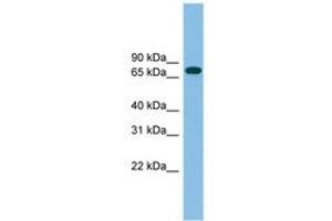 Image no. 1 for anti-Guanylate Binding Protein 2, Interferon-Inducible (GBP2) (AA 143-192) antibody (ABIN6745071) (GBP2 抗体  (AA 143-192))