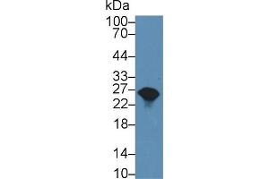Western Blot; Sample: Rat Liver lysate; Primary Ab: 2µg/ml Rabbit Anti-Mouse GSTa1 Antibody Second Ab: 0.
