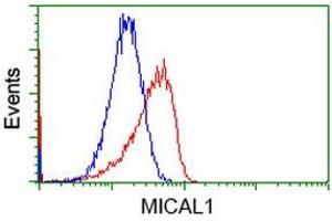 Flow Cytometry (FACS) image for anti-Microtubule Associated Monoxygenase, Calponin and LIM Domain Containing 1 (MICAL1) antibody (ABIN1499467) (MICAL1 抗体)