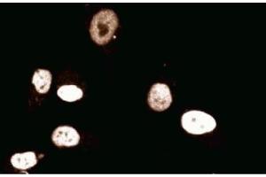 Immunofluorescent staining of Human Endothelial cells. (MCM2 抗体  (AA 725-888))