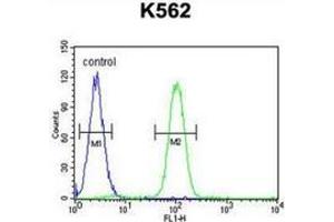 Flow cytometric analysis of K562 cells (right histogram) compared to a negative control cell (left histogram) using SP1 / TSFP1  Antibody (C-term), followed by FITC-conjugated goat-anti-rabbit secondary antibodie. (SP1 抗体  (C-Term))
