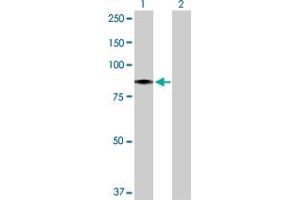 Western Blot analysis of HBS1L expression in transfected 293T cell line by HBS1L MaxPab polyclonal antibody. (HBS1L 抗体  (AA 1-684))