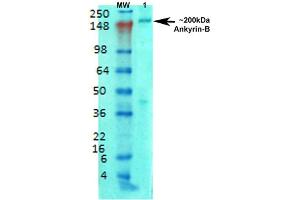 ANK2 anticorps  (AA 203-496) (Atto 390)