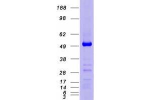Western Blotting (WB) image for GATA Binding Protein 4 (GATA4) (Active) protein (Myc-DYKDDDDK Tag) (ABIN2721732)